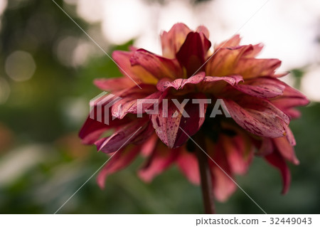 紅色大麗花 紅色大麗花 32449043