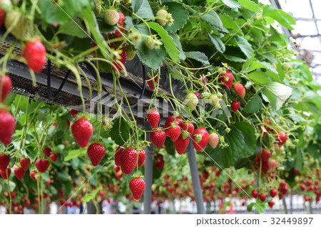 Strawberry picking 32449897