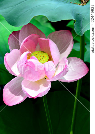 Lotus Lotus 32449922