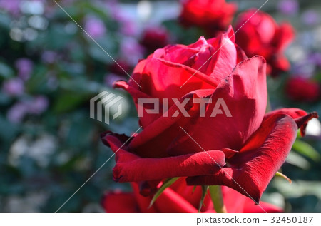 Rose Conrad Henkel Rose Conrad Henkel 32450187