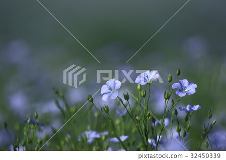 亞麻花 亞麻花 32450339