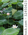 蓮花，垂直構成 32450423