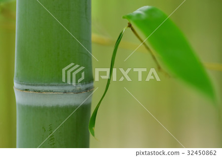 綠竹林 綠竹林 32450862