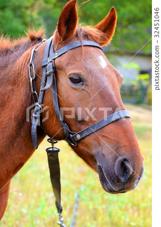 Portrait. Horse head close up on nature background 32451046