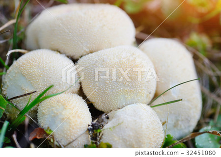 Young puffballs mushroom in the autumn forest 32451080