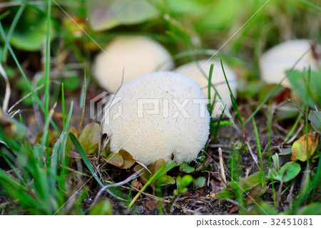 Young puffballs mushroom in the autumn forest 32451081