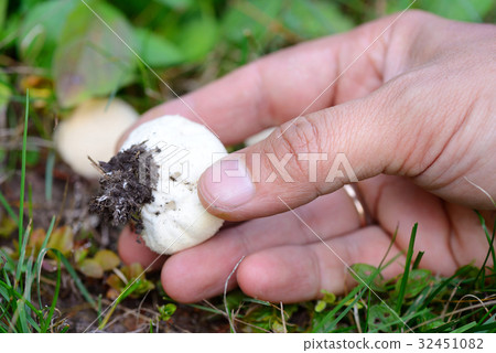 Young puffball (Lycoperdon pyriforme) in the hand 32451082