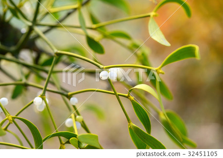 Mistletoe with whitw berries - Viscum album Mistletoe with whitw berries - Viscum album 32451105