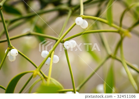 Mistletoe with whitw berries - Viscum album 32451106