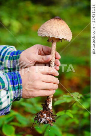 Hands with Parasol Mushroom (Macrolepiota procera) 32451118