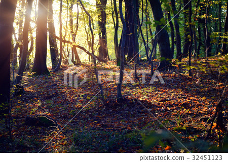 Sunset in the autumn forest 32451123