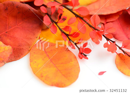 Colorful autumn leaves on white background 32451132