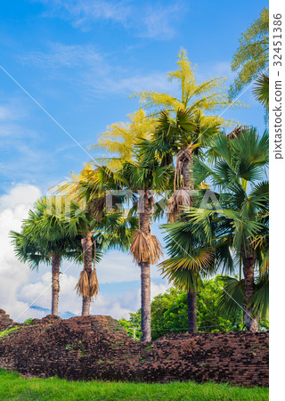 Fan palm tree on day time. 32451386