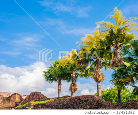 Fan palm tree on day time. Fan palm tree on day time. 32451388