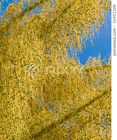 Fan palm tree on day time. Fan palm tree on day time. 32451389