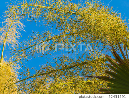 Fan palm tree on day time. Fan palm tree on day time. 32451391
