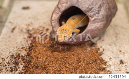 leopard gecko (Eublepharis macularius) lizard on sand leopard gecko (Eublepharis macularius) lizard on sand 32451394