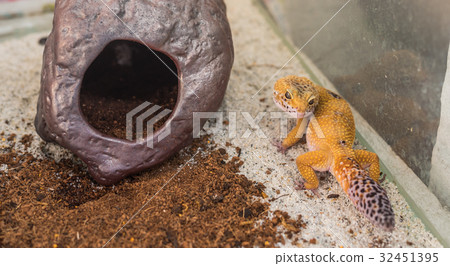 leopard gecko (Eublepharis macularius) lizard on sand leopard gecko (Eublepharis macularius) lizard on sand 32451395