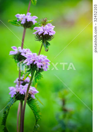 Flowers of Phlomoides tuberosa (Phlomis tuberosa) 32452103