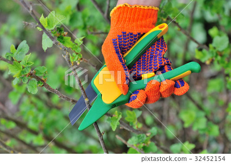 Gardener's hands in gloves with garden scissors Gardener's hands in gloves with garden scissors 32452154