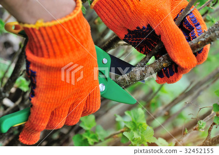 Gardener's hands in gloves with garden scissors 32452155