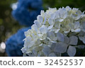  繡球 32452537
