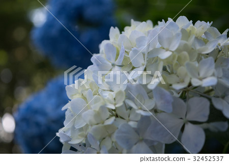  繡球 32452537