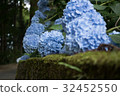  繡球 32452550