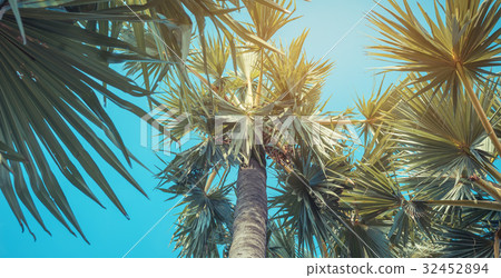 sugar palm tree on day time. 32452894