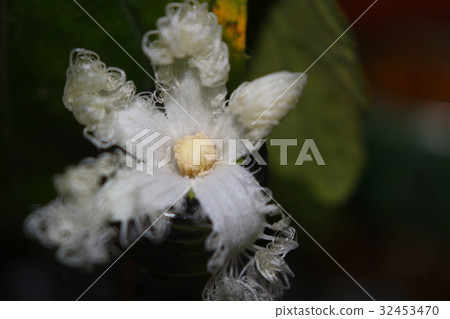 Tranquil flowers 32453470