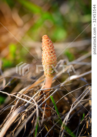 Young shoots of horsetail (Equisetum arvense) 32453544