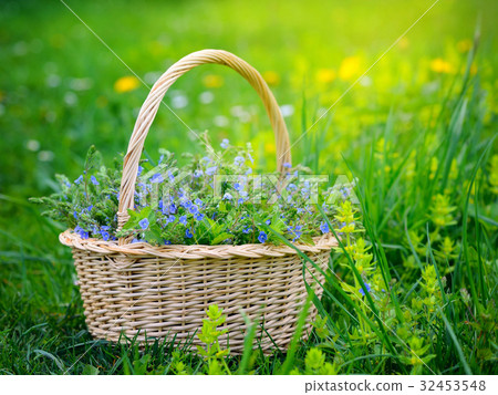 Veronica flowers (Veronica chamaedrys) in a basket 32453548