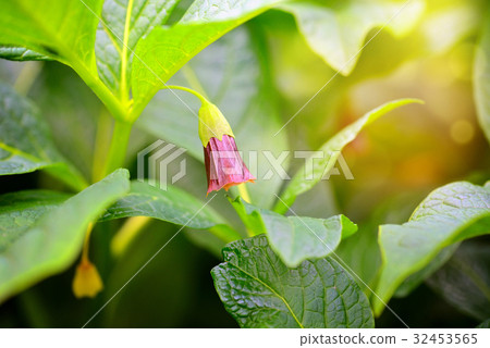 Flowering Scopolia carniolica plants with flowers Flowering Scopolia carniolica plants with flowers 32453565