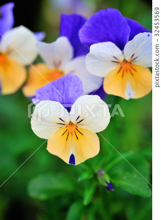 Tricolor pansy flower plant natural background Tricolor pansy flower plant natural background 32453569