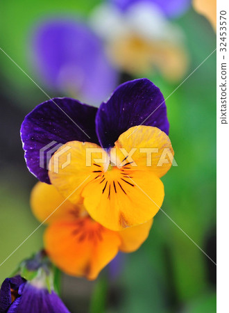 Tricolor pansy flower plant natural background Tricolor pansy flower plant natural background 32453570