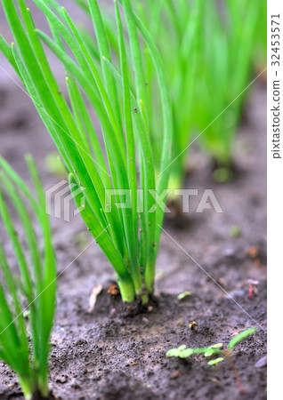 Close-up of the onion plantationl. Selective focus 32453571