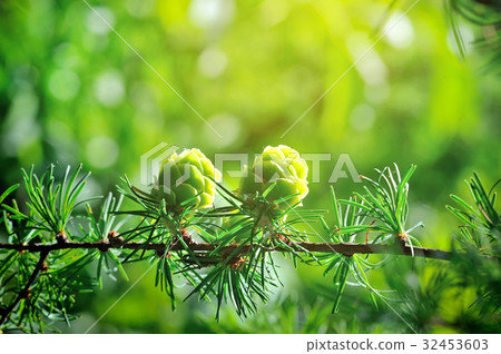 圖庫照片: young cones of larch tree in sunlight