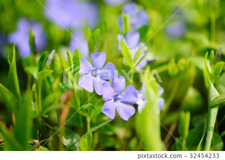 Periwinkle Vinca blue spring flowers in the forest Periwinkle Vinca blue spring flowers in the forest 32454233