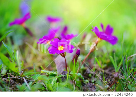 Spring flowers of Primula juliae (Julias Primrose) Spring flowers of Primula juliae (Julias Primrose) 32454240