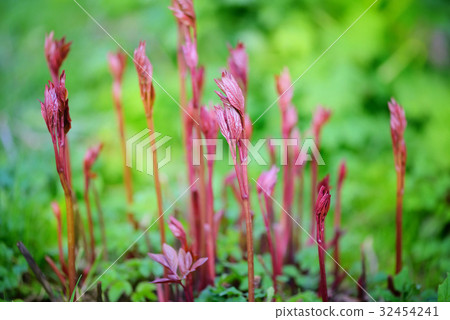 Sprouts of Peonies in the spring garden Sprouts of Peonies in the spring garden 32454241