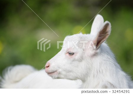 Standing sideways white goat 32454291