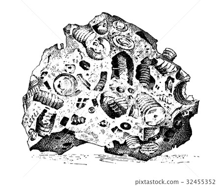 Fossilized plants, stones and minerals, crystals Fossilized plants, stones and minerals, crystals 32455352