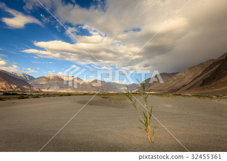 Nubra Valley sand dunes 32455361