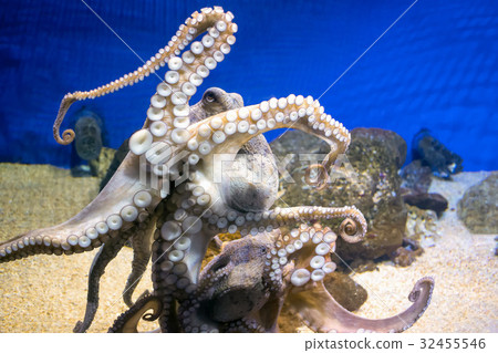 Common octopus in sea water aquarium 32455546