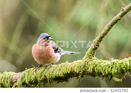 Common Chaffinch 32455793