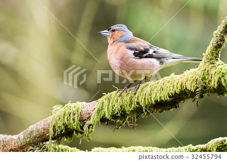 Common Chaffinch 32455794
