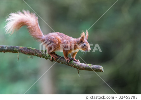 Red Squirrel at Snaizeholme, Hoar 32455795