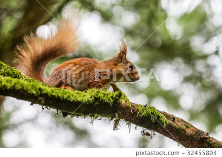 Red Squirrel at Snaizeholme, Hoar Red Squirrel at Snaizeholme, Hoar 32455803