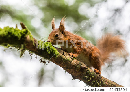 Red Squirrel at Snaizeholme, Hoar Red Squirrel at Snaizeholme, Hoar 32455804