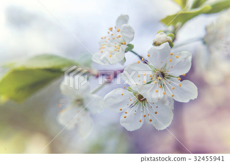 White cherry flower 32455941
